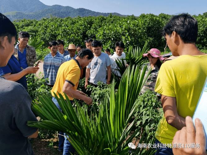 东方多场农作物实用技术培训让农户“零距离”享受“科技盛宴”
