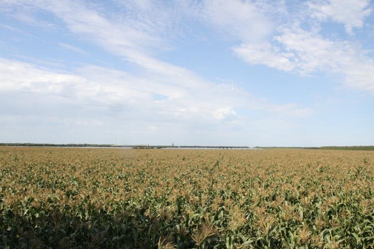 黑龙江省农产品地理标志巡礼八:绥化鲜食玉米